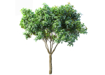 Decorative Evergreen Garden Street Tree