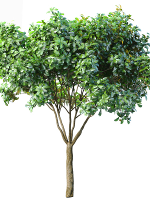 Decorative Evergreen Garden Street Tree