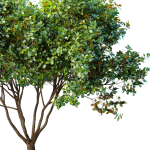 Decorative Evergreen Garden Street Tree