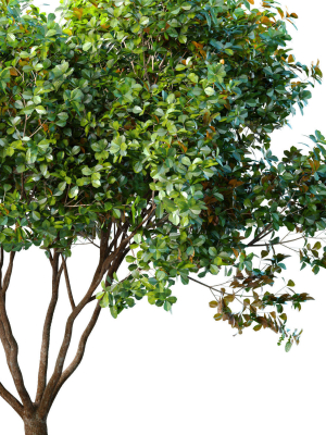 decorative-evergreen-garden-street-tree-3d-model-63e2bb87bb