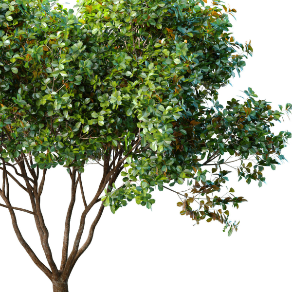 Decorative Evergreen Garden Street Tree