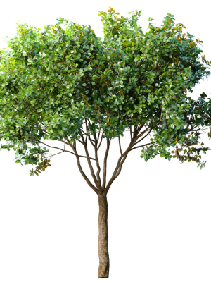 Decorative Evergreen Garden Street Tree