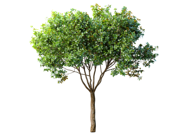 Decorative Evergreen Garden Street Tree