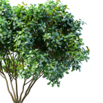 Decorative Evergreen Garden Street Tree