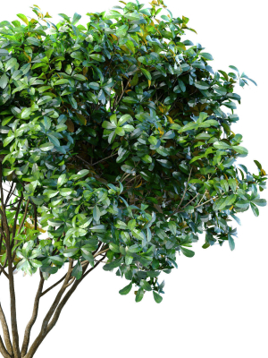 decorative-evergreen-garden-street-tree-3d-model-91c92d2e68