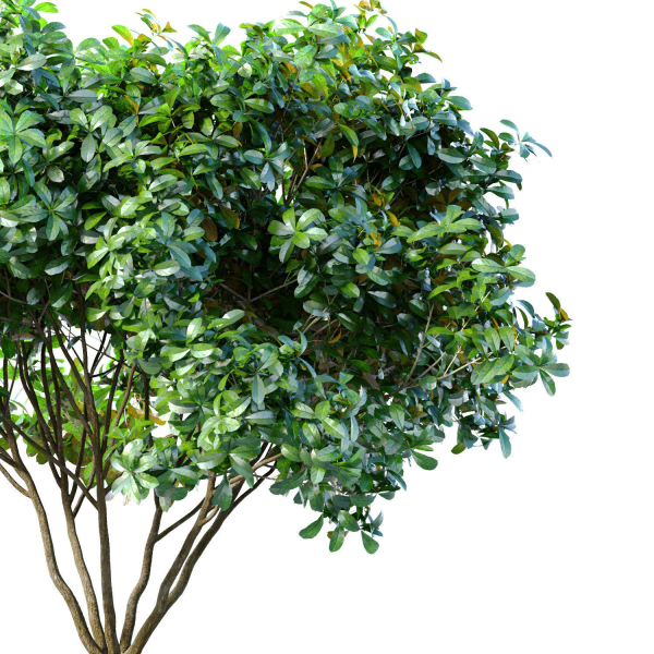 Decorative Evergreen Garden Street Tree