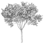 Decorative Evergreen Garden Street Tree