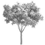 Decorative Evergreen Garden Street Tree