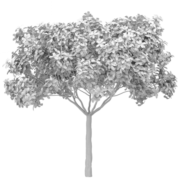 Decorative Evergreen Outdoor Garden Tree