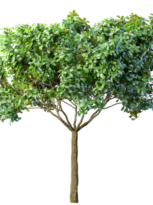 Decorative Evergreen Outdoor Garden Tree