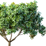 Decorative Evergreen Outdoor Garden Tree