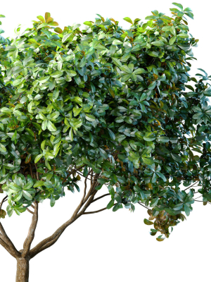 decorative-evergreen-outdoor-garden-tree-3d-model-eacd0307c4