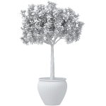 Decorative flowering garden tree shrub in a pot pot vase urn