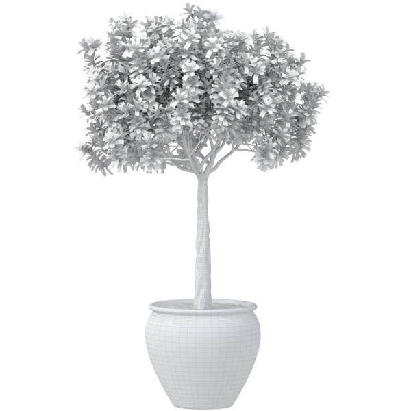 Decorative flowering garden tree shrub in a pot pot vase urn