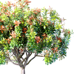 Decorative flowering garden tree shrub in a pot pot vase urn