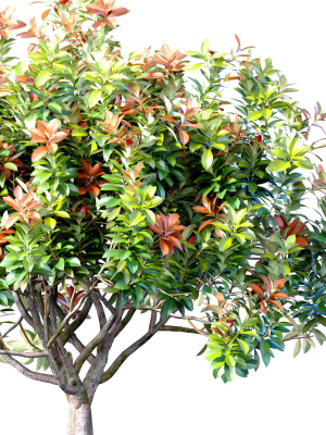 decorative-flowering-garden-tree-shrub-in-a-pot-pot-vase-urn-3d-model-e2aed0cbe6