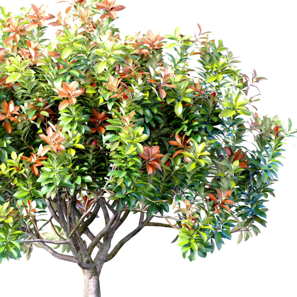 Decorative flowering garden tree shrub in a pot pot vase urn