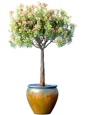 Decorative flowering garden tree shrub in a pot pot vase urn