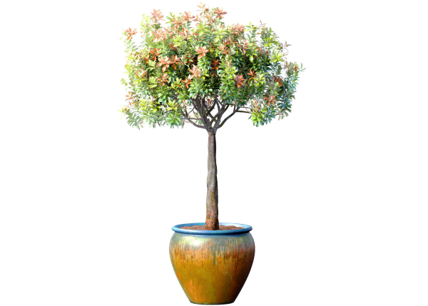 Decorative flowering garden tree shrub in a pot pot vase urn