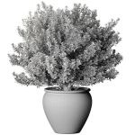 Decorative flowering tree shrub flowerpot Provence style lilac