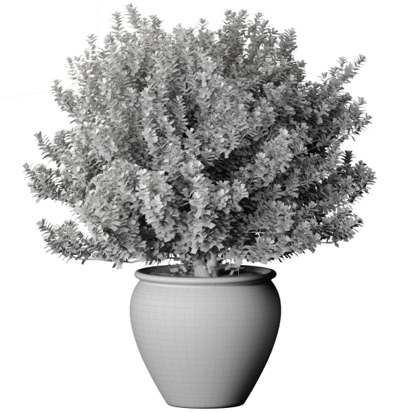 Decorative flowering tree shrub flowerpot Provence style lilac