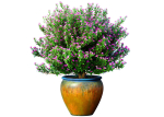Decorative flowering tree shrub flowerpot Provence style lilac