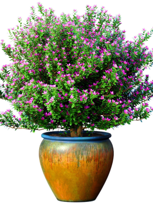 Decorative flowering tree shrub flowerpot Provence style lilac