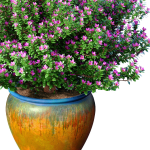 Decorative flowering tree shrub flowerpot Provence style lilac