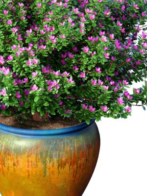 decorative-flowering-tree-shrub-flowerpot-provence-style-lilac-3d-model-86b2eed74a