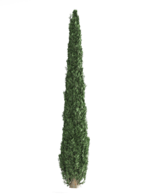 decorative-garden-tree-3d-model-3a19f7f8d4