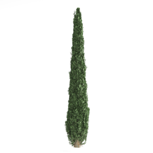 Decorative garden tree