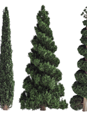 Decorative garden tree