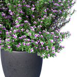 Decorative garden tree flowerbed shrub Indoor plant balcony