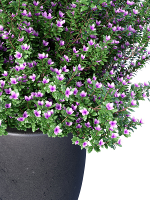 decorative-garden-tree-flowerbed-shrub-indoor-plant-balcony-3d-model-03dd519fee