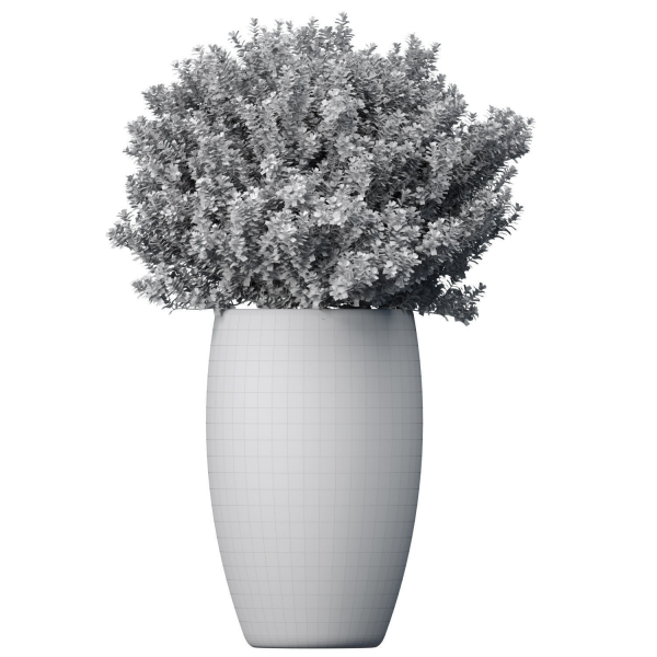 Decorative garden tree flowerbed shrub Indoor plant balcony
