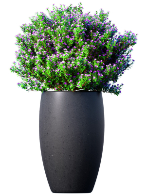 Decorative garden tree flowerbed shrub Indoor plant balcony