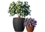 Decorative garden tree Magnolia shrub vase pot Provence style