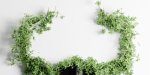 Decorative Green Wild Bull vol 183-Blender