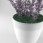 Decorative lavender