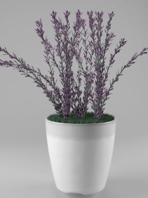 Decorative lavender