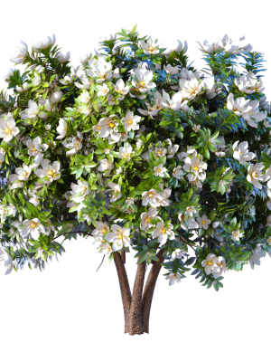 Decorative Outdoor Flowering Garden Tree Plant Shrub Magnolia
