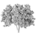 Decorative Outdoor Flowering Garden Tree Plant Shrub Magnolia