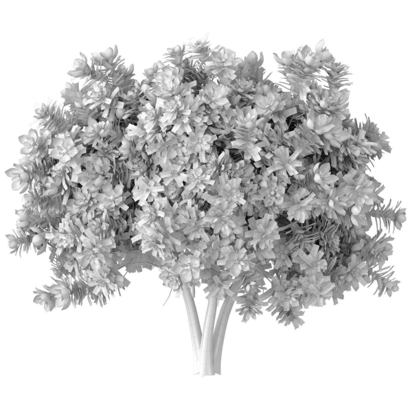 Decorative Outdoor Flowering Garden Tree Plant Shrub Magnolia