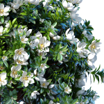 Decorative Outdoor Flowering Garden Tree Plant Shrub Magnolia