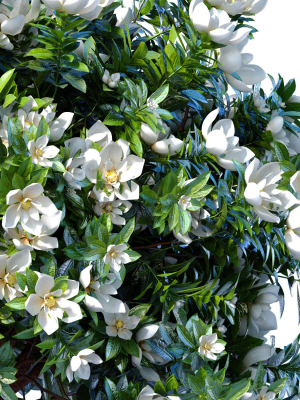 decorative-outdoor-flowering-garden-tree-plant-shrub-magnolia-3d-model-f9f532e153