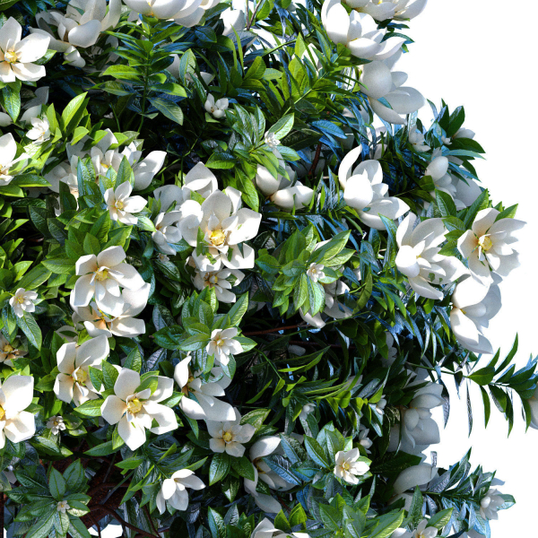 Decorative Outdoor Flowering Garden Tree Plant Shrub Magnolia