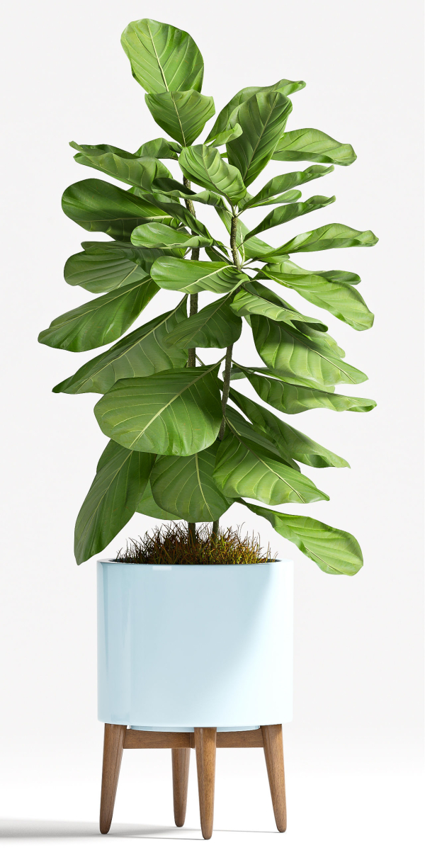 Decorative plant set-70