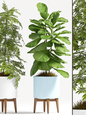 Decorative plant set-70