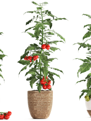 decorative-plants-for-the-kitchen-385-tomato-3d-model-max-obj-mtl-fbx