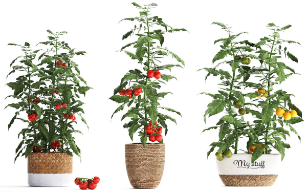 Decorative plants for the kitchen 385 tomato